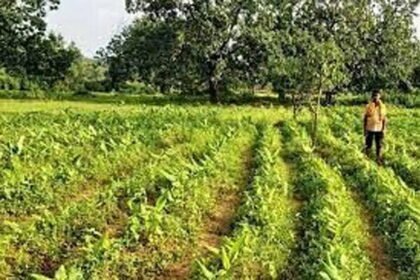 16 लाख 35 हजार 720 हेक्टेयर में हो चुकी रबी फसलों की बोनी