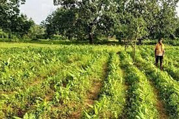 16 लाख 35 हजार 720 हेक्टेयर में हो चुकी रबी फसलों की बोनी