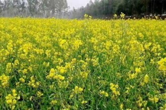 लाभदायक फसलों की ओर किसानों का बढ़ता रूझान, सरसों के रकबे में सवा लाख हेक्टेयर की वृद्धि