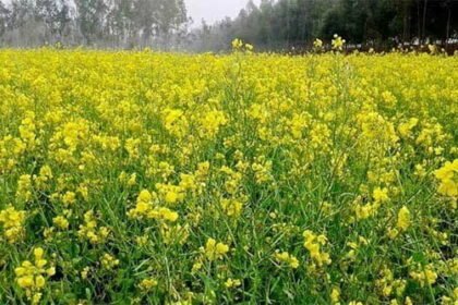 लाभदायक फसलों की ओर किसानों का बढ़ता रूझान, सरसों के रकबे में सवा लाख हेक्टेयर की वृद्धि
