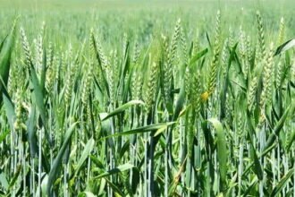 गेहूं के रकबे में हुई लगभग पौने तीन गुना की बढ़ोत्तरी