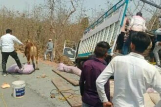 लहसुन-प्याज के बीच छिपाकर कर रहे थे गोवंश की तस्करी, ट्रक पलटा तो हुआ खुलासा