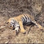 बाघ-बाघिन की लड़ाई में बाघिन की मौत, घटना कानन पेंडारी जूलॉजिकल गार्डन बिलासपुर की