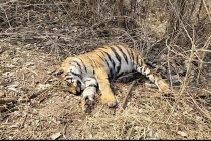 बाघ-बाघिन की लड़ाई में बाघिन की मौत, घटना कानन पेंडारी जूलॉजिकल गार्डन बिलासपुर की