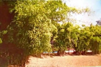 संवरेंगे बिगड़े बांस के वन, 78 करोड़ रूपए से अधिक राशि का प्रावधान