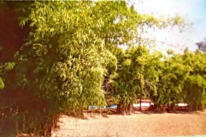 संवरेंगे बिगड़े बांस के वन, 78 करोड़ रूपए से अधिक राशि का प्रावधान