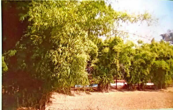संवरेंगे बिगड़े बांस के वन, 78 करोड़ रूपए से अधिक राशि का प्रावधान