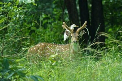 बारनवापारा अभ्यारण्य को मिला नया स्वरूप, वन्यप्राणियों के रहवास तथा चारागाह के लिए अच्छी सुविधा विकसित