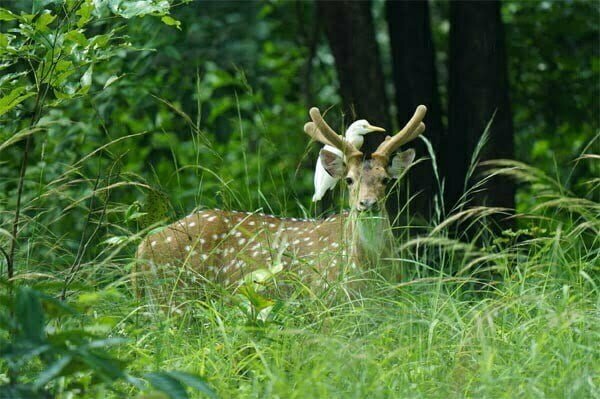 बारनवापारा अभ्यारण्य को मिला नया स्वरूप, वन्यप्राणियों के रहवास तथा चारागाह के लिए अच्छी सुविधा विकसित