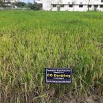 अयोध्या में रामलला को चढ़ेगा छत्तीसगढ़ का देवभोग