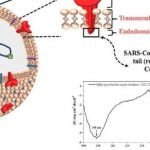 बड़ी सफलता: कोरोना को संक्रामक बनाने वाली आणविक संरचना की पहचान, वायरस को जड़ से मिटाने में मिलेगी मदद