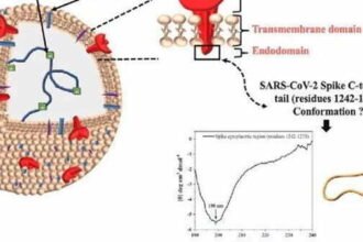 बड़ी सफलता: कोरोना को संक्रामक बनाने वाली आणविक संरचना की पहचान, वायरस को जड़ से मिटाने में मिलेगी मदद