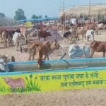 स्वावलंबी गौठान स्वयं की राशि से खरीदने लगे हैं गोबर