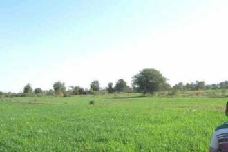 खेती-किसानी में बदलाव, गेहूं की खेती का तेजी से बढ़ रहा ग्राफ