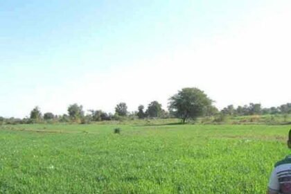 खेती-किसानी में बदलाव, गेहूं की खेती का तेजी से बढ़ रहा ग्राफ