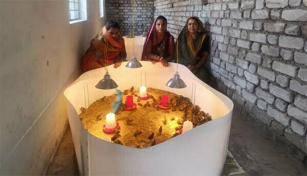 हाइटेक संसाधनों के साथ बटेर पालन जैसे नये क्षेत्रों में कदम रख रही समूह की महिलाएं