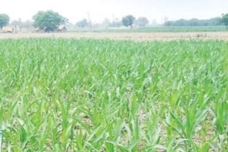 राज्य में 3 सालों में मक्के का रकबा 13 हजार से बढ़कर एक लाख 46 हजार हेक्टेयर हुआ