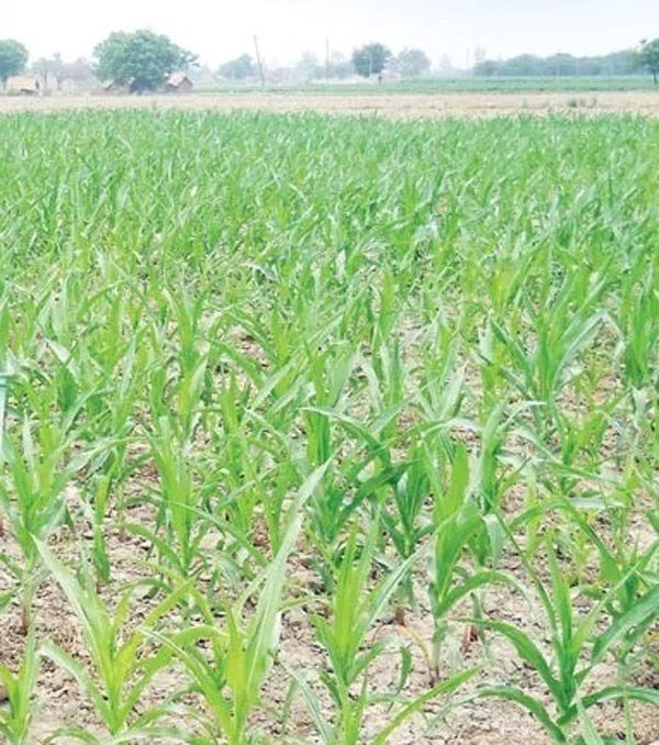 राज्य में 3 सालों में मक्के का रकबा 13 हजार से बढ़कर एक लाख 46 हजार हेक्टेयर हुआ