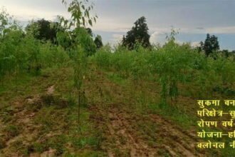 हरियाली प्रसार योजना: तीन वर्षों में 83 लाख से अधिक पौधों का रोपण