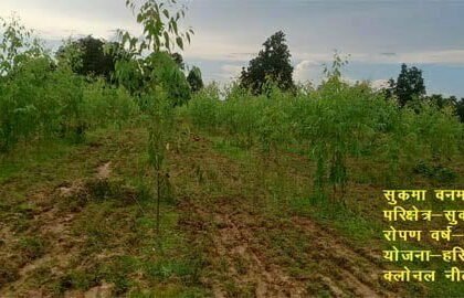 हरियाली प्रसार योजना: तीन वर्षों में 83 लाख से अधिक पौधों का रोपण