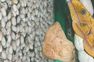 महत्वपूर्ण सौगात: मुख्यमंत्री बघेल की घोषणा पर अमल शुरू, रेशम मिशन के तहत रैली कोसा का समर्थन मूल्य पर होगी खरीदी