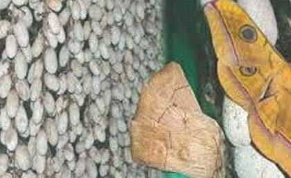 महत्वपूर्ण सौगात: मुख्यमंत्री बघेल की घोषणा पर अमल शुरू, रेशम मिशन के तहत रैली कोसा का समर्थन मूल्य पर होगी खरीदी