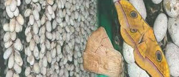 महत्वपूर्ण सौगात: मुख्यमंत्री बघेल की घोषणा पर अमल शुरू, रेशम मिशन के तहत रैली कोसा का समर्थन मूल्य पर होगी खरीदी