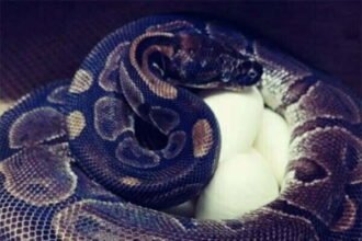 अजगर को अपने अंडे सेने के लिए 54 दिनों तक रोक दिया नेशनल हाईवे का काम, इस कम्पनी की हो रही जमकर तारीफ