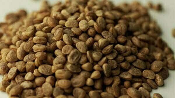 प्रदेश की बेशकीमती ड्राईफ्रुट फसल को भारी नुकसान, पेड़ों की अवैध कटाई से पड़ा असर, किसानों में मायूसी