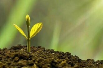 बड़ी सफलता: चांद से लाई गई मिट्टी में वैज्ञानिकों ने पहली बार उगाए पौधे, अंतरिक्ष के क्षेत्र में अहम उपलब्धि