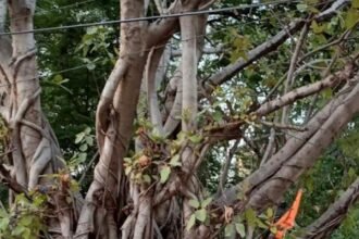 अखंड सौभाग्य देने वाला वटवृक्ष चबूतरा का लोकार्पण, वट सावित्री पूजा व कृष्ण कुंज के लिए निगम करें तैयारी: वोरा