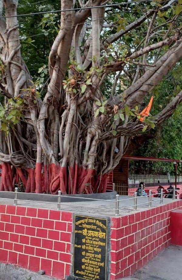 अखंड सौभाग्य देने वाला वटवृक्ष चबूतरा का लोकार्पण, वट सावित्री पूजा व कृष्ण कुंज के लिए निगम करें तैयारी: वोरा