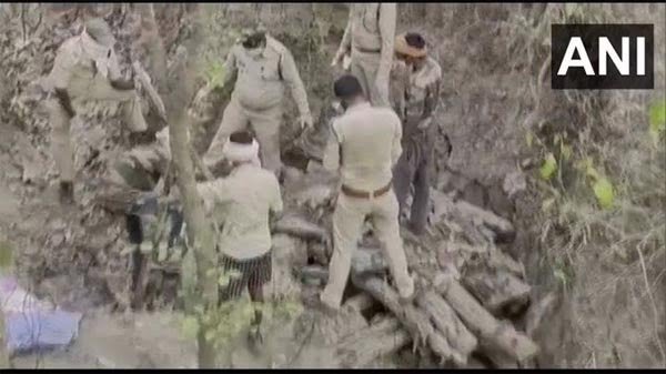 बाघ की मौत का मामला: भैंस का जहरीला मांस खाने से बाघ की मौत, चार आरोपी गिरफ्तार