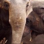 हाथी के हमले में एक और व्यक्ति की मौत, अब तक चार लोगों की जान जा चुकी