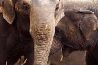 हाथी के हमले में एक और व्यक्ति की मौत, अब तक चार लोगों की जान जा चुकी