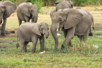 हाथी के हमले में एक की मौत, एक घायल, तीन महीने में तीन लोगों की गई जान