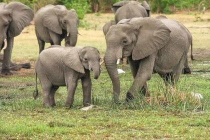 हाथी के हमले में एक की मौत, एक घायल, तीन महीने में तीन लोगों की गई जान