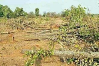 हसदेव अरंड वन क्षेत्र में कोयला खदान परियोजना पर लगी रोक, लोगों के विरोध के बाद भूपेश सरकार ने लिया फैसला