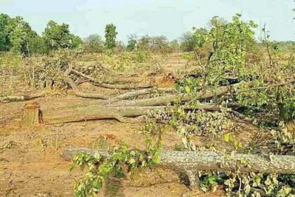 हसदेव अरंड वन क्षेत्र में कोयला खदान परियोजना पर लगी रोक, लोगों के विरोध के बाद भूपेश सरकार ने लिया फैसला