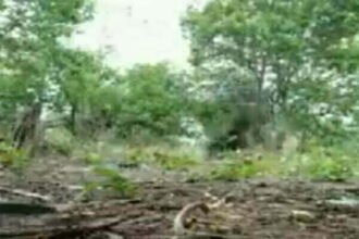 सुकमा के जंगल में कोबरा बटालियन को मिले दो आईईडी, ऐसे किया गया खात्मा, देखे वीडियो