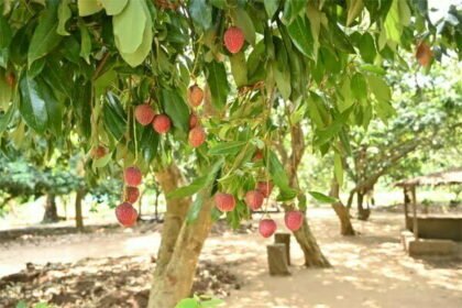 अब नक्सलियों की मांद के रूप में नहीं, लीची से बनेगी अबूझमाड़ की पहचान