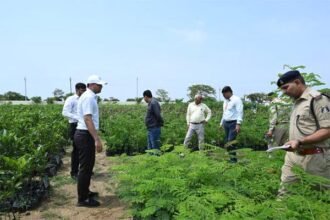 हाइटेक नर्सरी का लोकार्पण करेंगे मुख्यमंत्री, खास वातावरण में बेहद कम समय में पौधे के पचास गुना तक भी बढऩे की संभावना