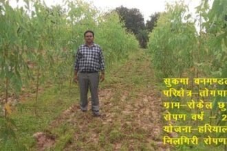 हरियाली प्रसार योजना: तीन वर्षों में 83 लाख से अधिक पौधों का रोपण