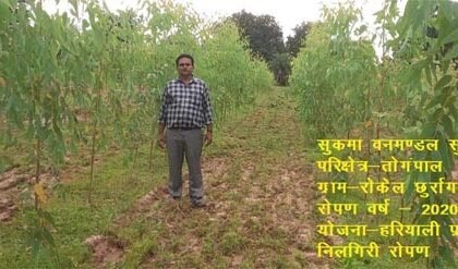 हरियाली प्रसार योजना: तीन वर्षों में 83 लाख से अधिक पौधों का रोपण