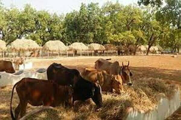 मानसून की शुरूआत के बाद पूरे प्रदेश में निर्धारित तिथि को होगा 'रोका-छेका' का आयोजन