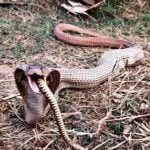 भूख की जद्दोजहद : नाग ने निगल लिया अपने से बड़ा सांप, रेस्क्यू टीम ने जंगल में छोड़ा