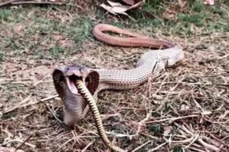 भूख की जद्दोजहद : नाग ने निगल लिया अपने से बड़ा सांप, रेस्क्यू टीम ने जंगल में छोड़ा