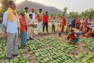 लगभग 12 लाख संग्राहकों द्वारा अब तक 634 करोड़ रूपए से अधिक राशि के तेन्दूपत्ता का हो चुका संग्रहण