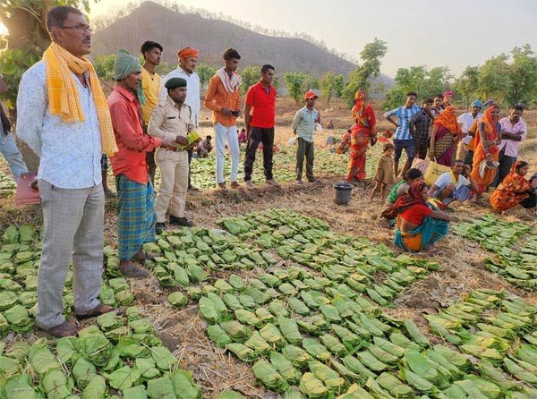 लगभग 12 लाख संग्राहकों द्वारा अब तक 634 करोड़ रूपए से अधिक राशि के तेन्दूपत्ता का हो चुका संग्रहण