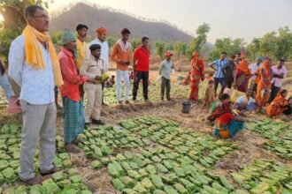 तेन्दूपत्ता संग्रहण में वृद्धि वनवासियों में लेकर आयी समृद्धि, छत्तीसगढ़ में 12 लाख संग्राहकों द्वारा 630 करोड़ रूपए का तेन्दूपत्ता संग्रहित